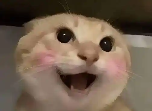 中文Meme大乱斗，谁会率先登陆Binance主站？