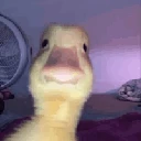harold-the-duck