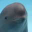 miharu-the-smiling-dolphin