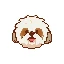 shih-tzu